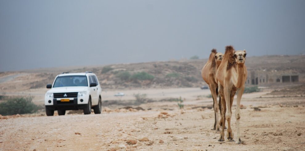 two camels on road with white Mitsubishi Pajero SUV on road during daytime