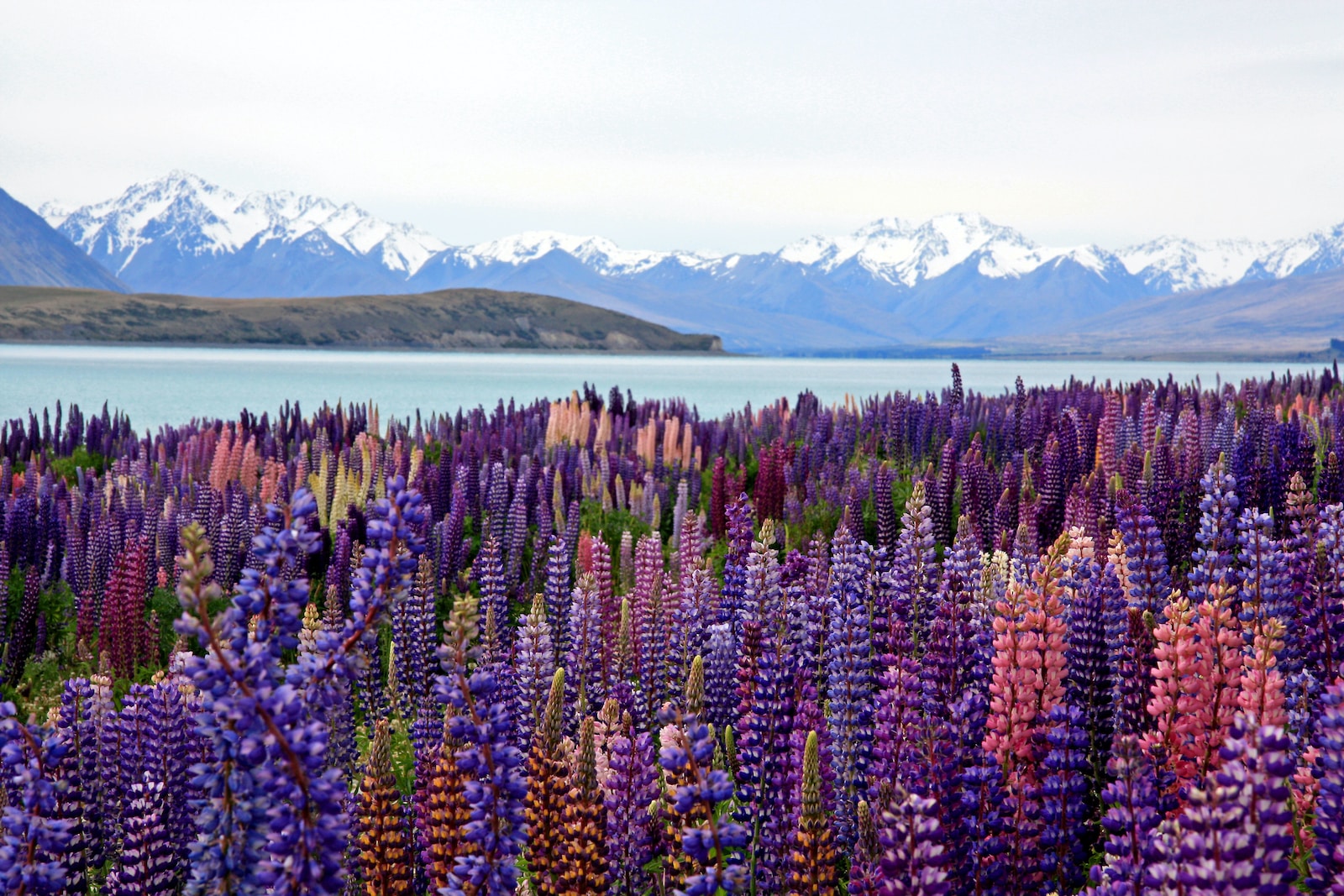 lake tekapo green and yellow plant near lake during daytime