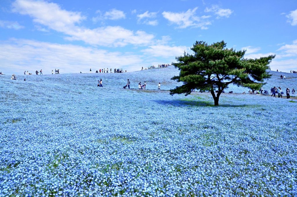 Hitachi Seaside Park Ibaraki Japan