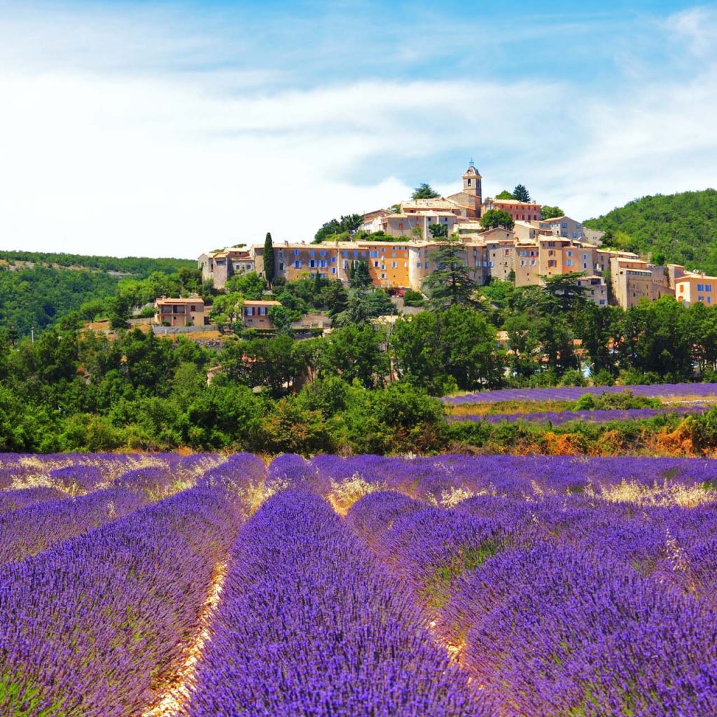 Lavender Fields, Provence, France